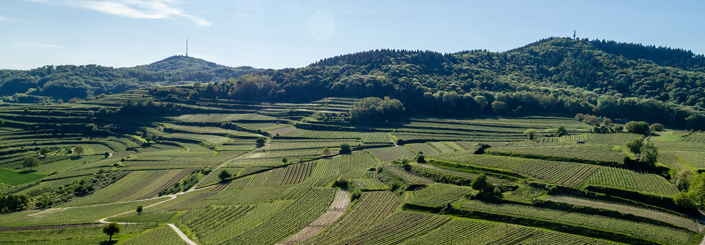Junge, wilde Winzer - Die neue Generation Wein Junge, wilde Winzer - Die neue Generation Wein