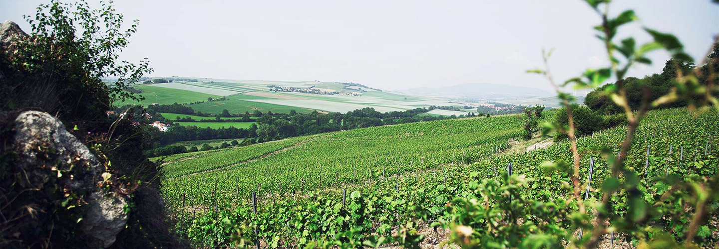 Winzertalk Mit den Weingütern Bäder und Schwedhelm